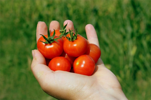 Tomatoes for the seed packet