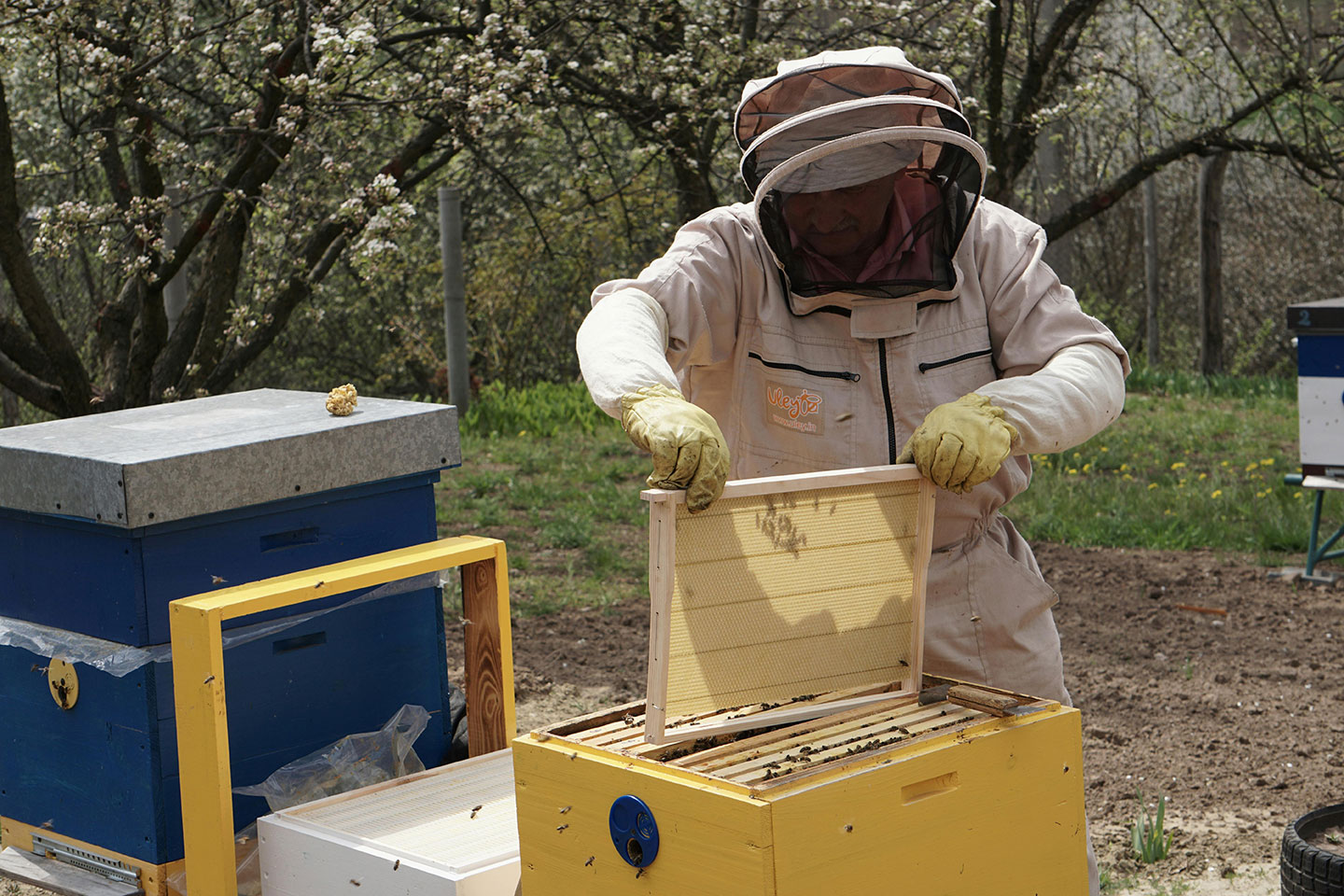 Everything Bees: Intro to Beekeeping, Honey, and Bee-Friendly Gardens