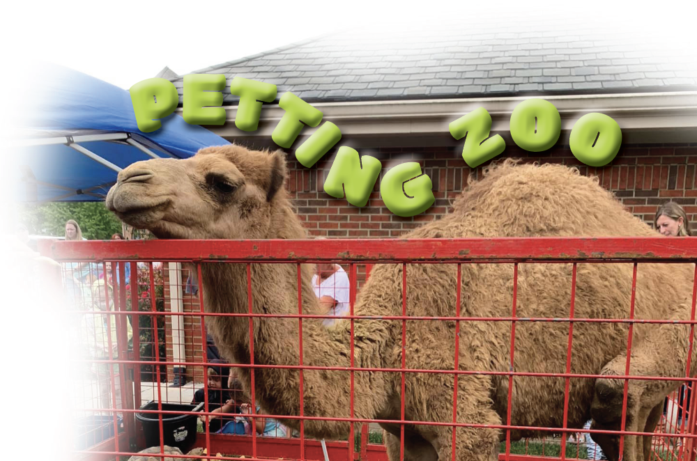petting zoo with camel