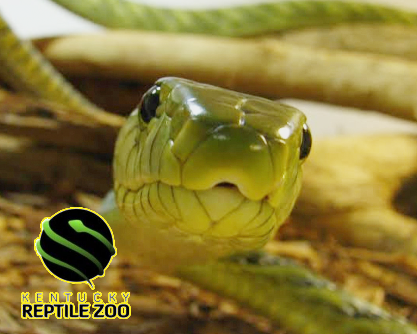 Kentucky Reptile Zoo