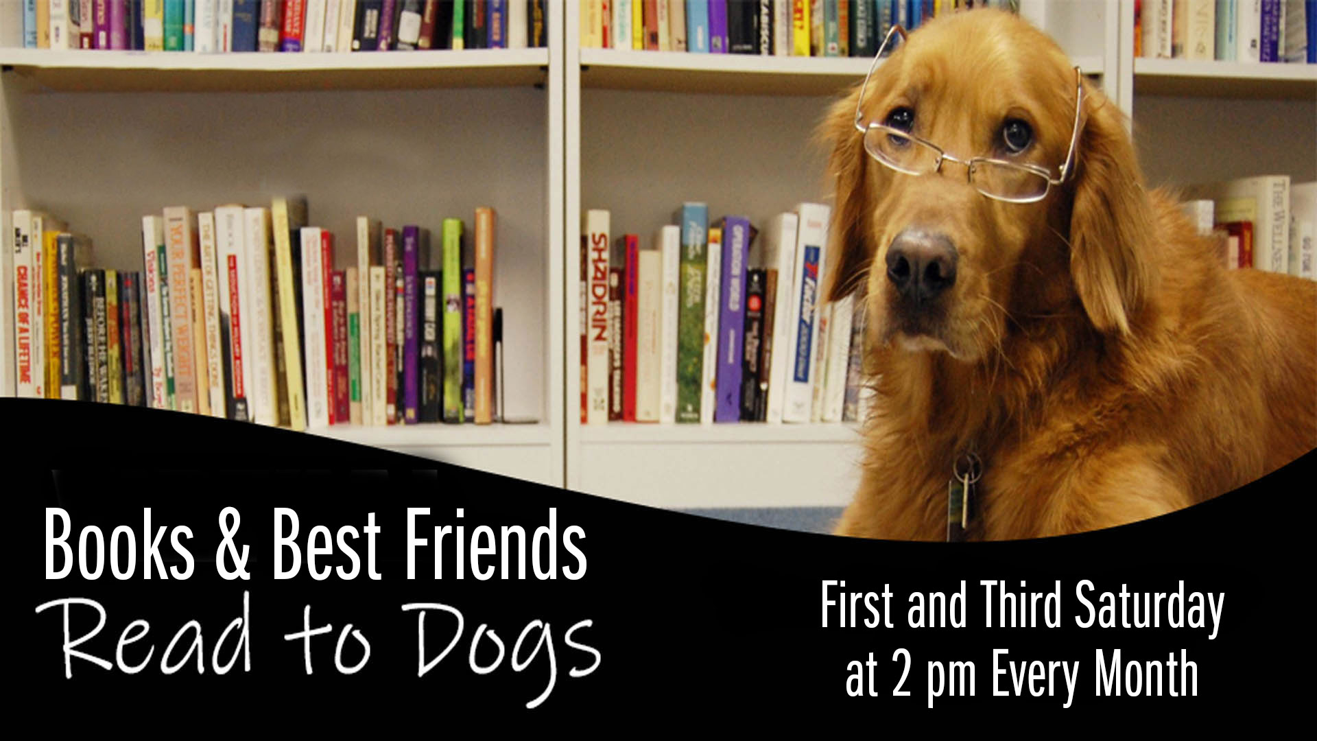 read to therapy dogs